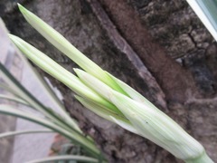 Hymenocallis littoralis