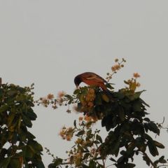Icterus spurius spurius
