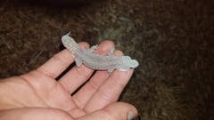 Gehyra purpurascens