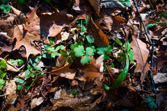 Waldsteinia fragarioides