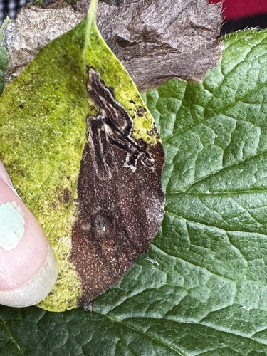 Unknown species found near Haro Rd, Oak Bay, BC, CA