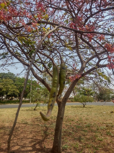 Pink Shower Tree