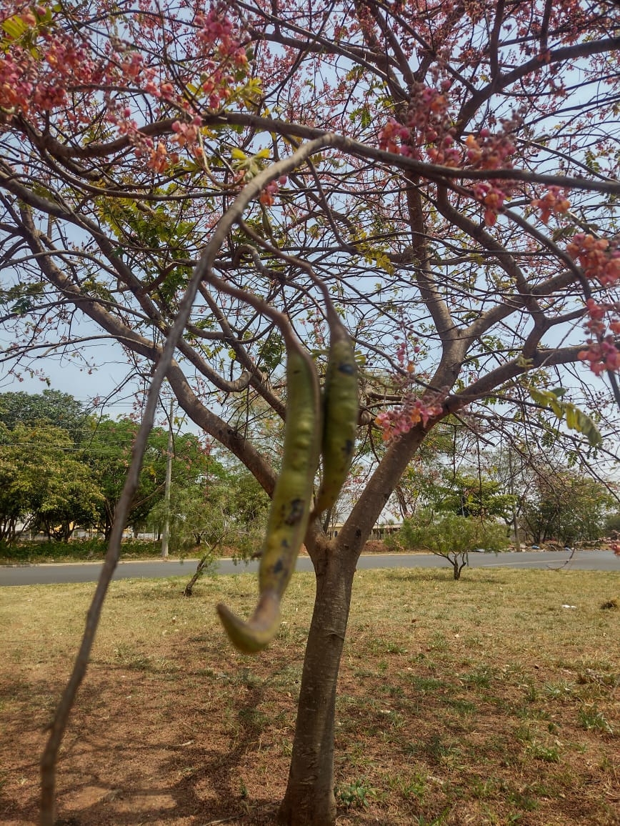 Cassia grandis
