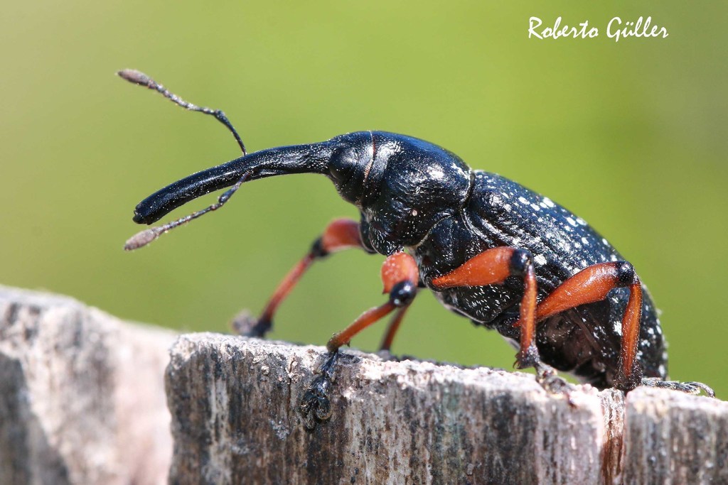 Heilipodus erythropus