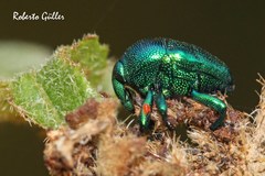 Eurhinus adonis