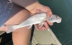 Menticirrhus littoralis