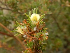 Phyllota pleurandroides