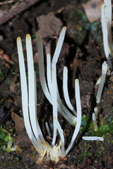 Clavaria acuta