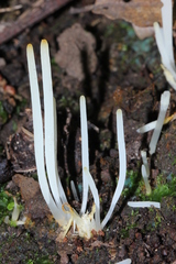 Clavaria acuta