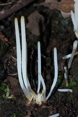 Clavaria acuta
