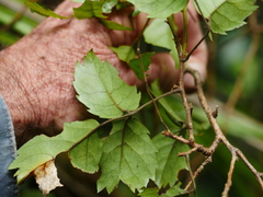 Rubus australis