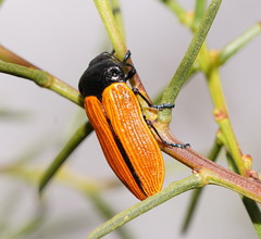 Castiarina rufipennis