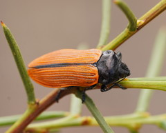 Castiarina rufipennis