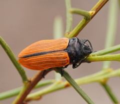 Castiarina rufipennis