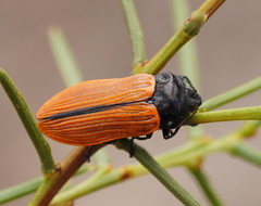 Castiarina rufipennis