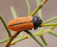Castiarina rufipennis