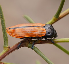 Castiarina rufipennis