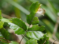 Rubus australis