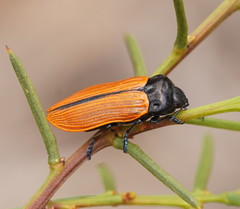 Castiarina rufipennis