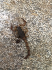 Centruroides ochraceus