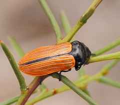 Castiarina rufipennis