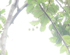 Rubus australis