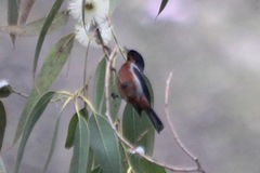 Diglossa brunneiventris