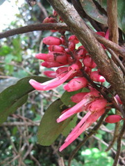 Rudolph's plant (Neorudolphia)
