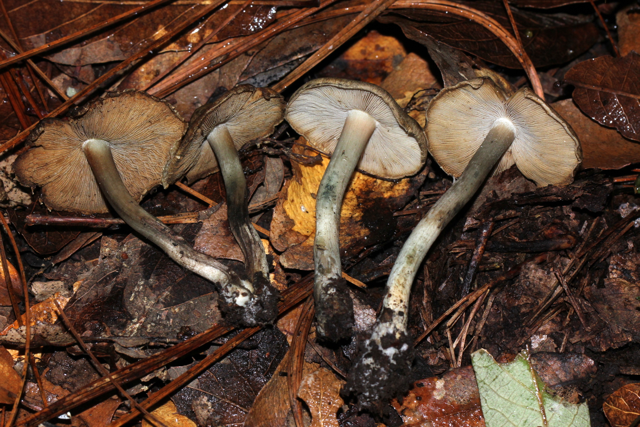 Inocybe corydalina image