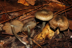 Inocybe corydalina