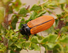 Castiarina rufipennis