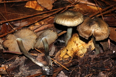 Inocybe corydalina