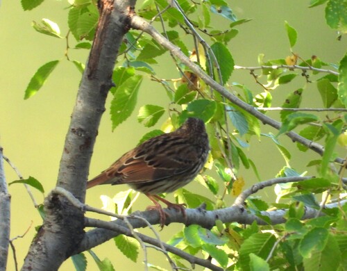 Song Sparrow