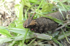 Caligo telamonius memnon