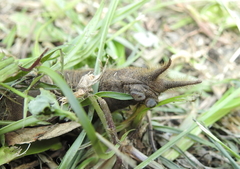 Caligo telamonius memnon