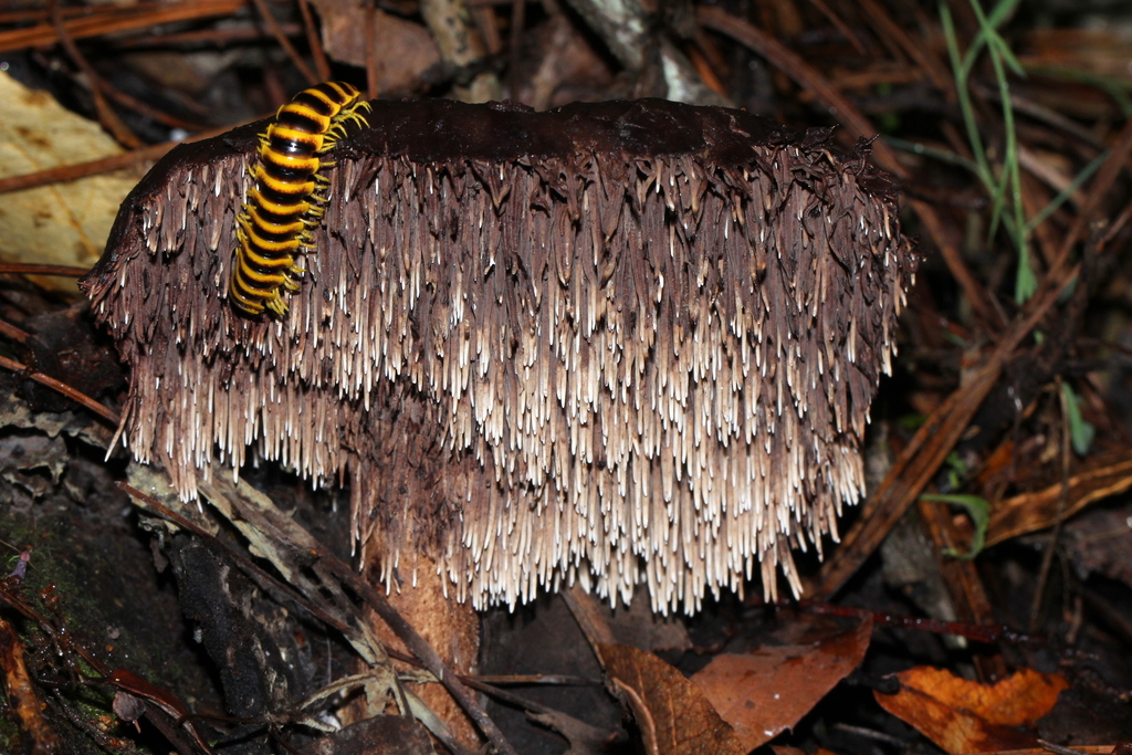 Sarcodon calvatus