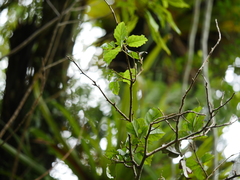 Rubus australis
