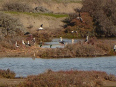 Himantopus himantopus