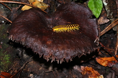 Sarcodon calvatus