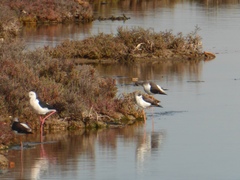 Himantopus himantopus