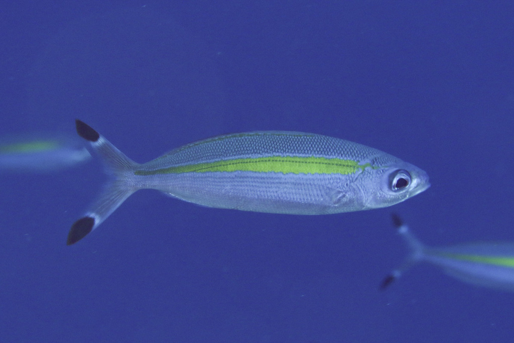 Wide-band fusilier (Pterocaesio lativittata) — Caesionidae