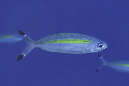 Breedband-fuselier (Pterocaesio lativittata) — Caesionidae