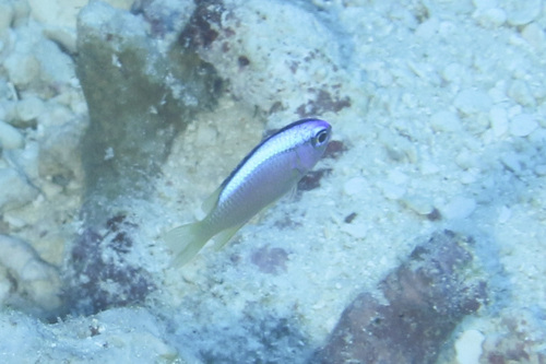 Chrysiptera caeruleolineata observed 2025-09-20