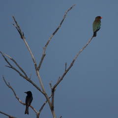 Eurystomus orientalis pacificus