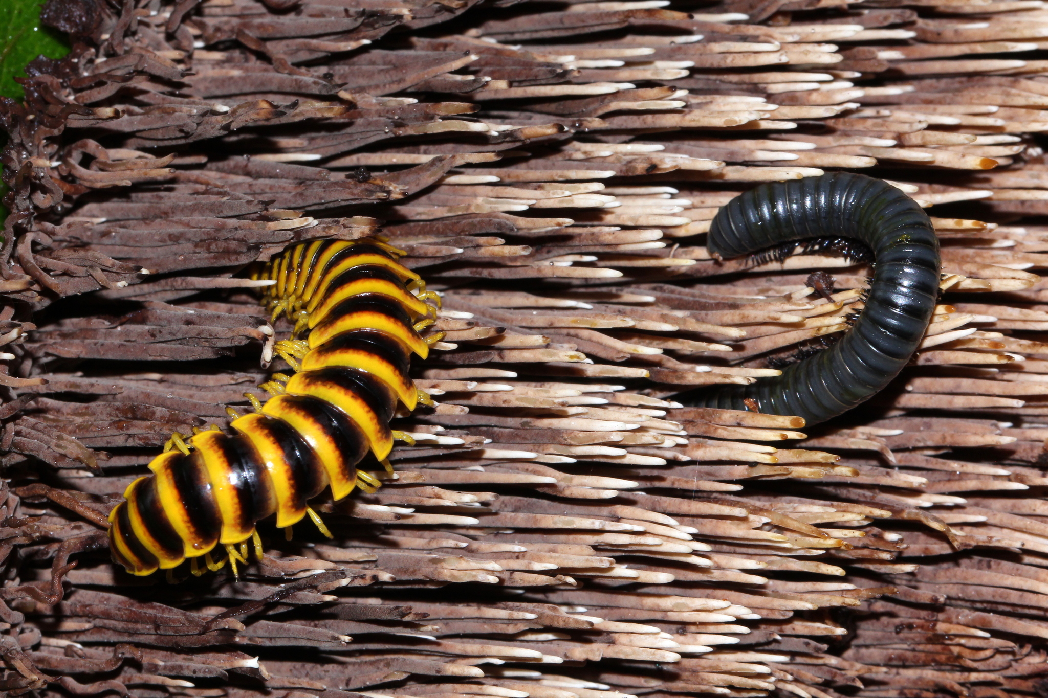 Sarcodon calvatus image
