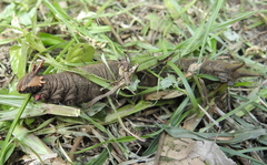 Caligo telamonius memnon