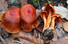 Cortinarius harrisonii