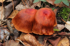 Cortinarius harrisonii