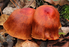 Cortinarius harrisonii