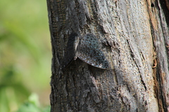 Hamadryas atlantis lelaps